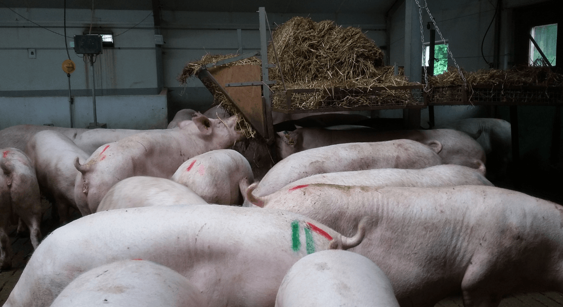 Tildeling af halm til større grise med adgang for mange grise på én gang. Fotograf Lena Friedrich